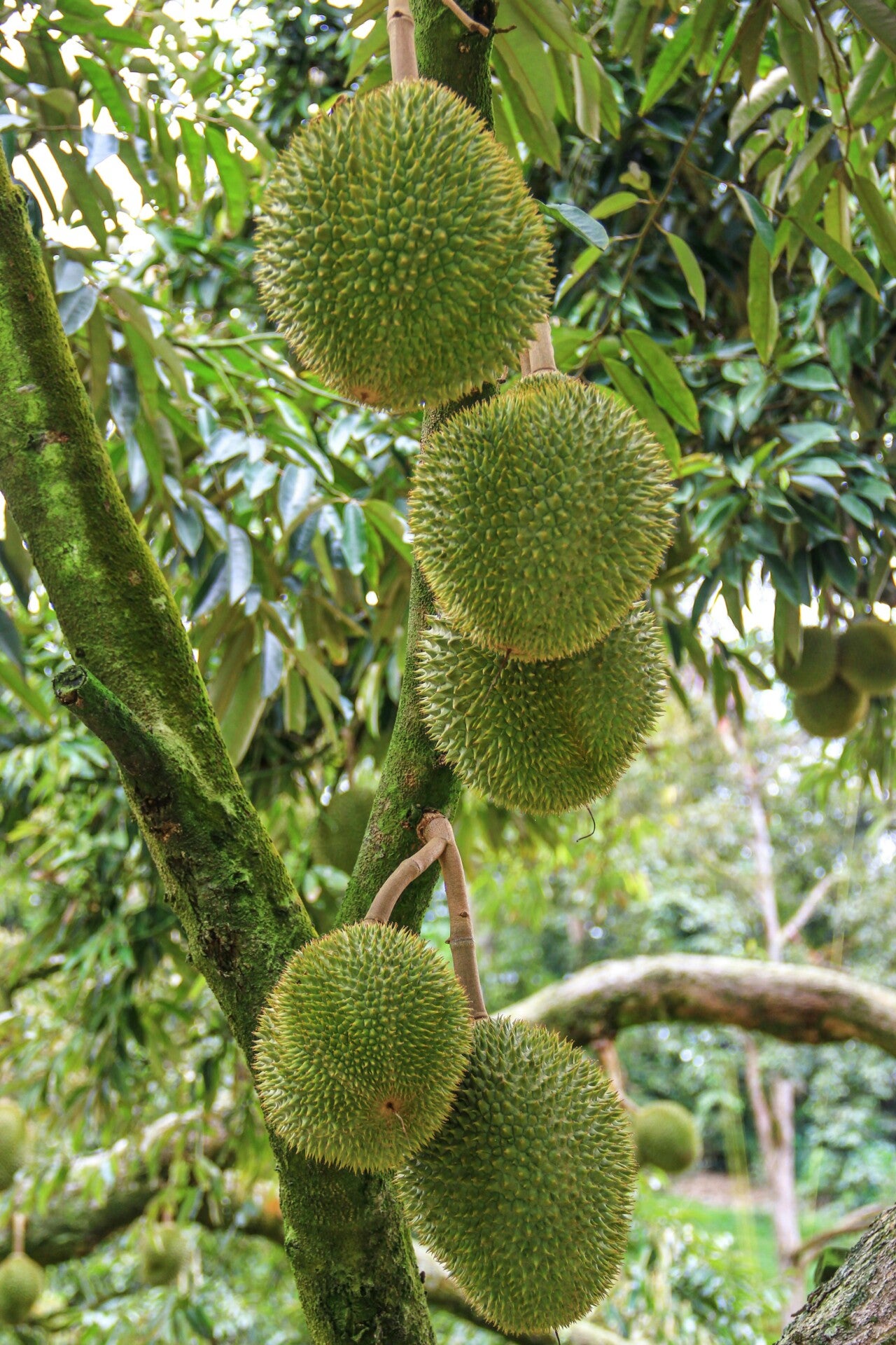 Durian On Tree