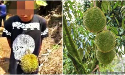 Raub Durian Thief