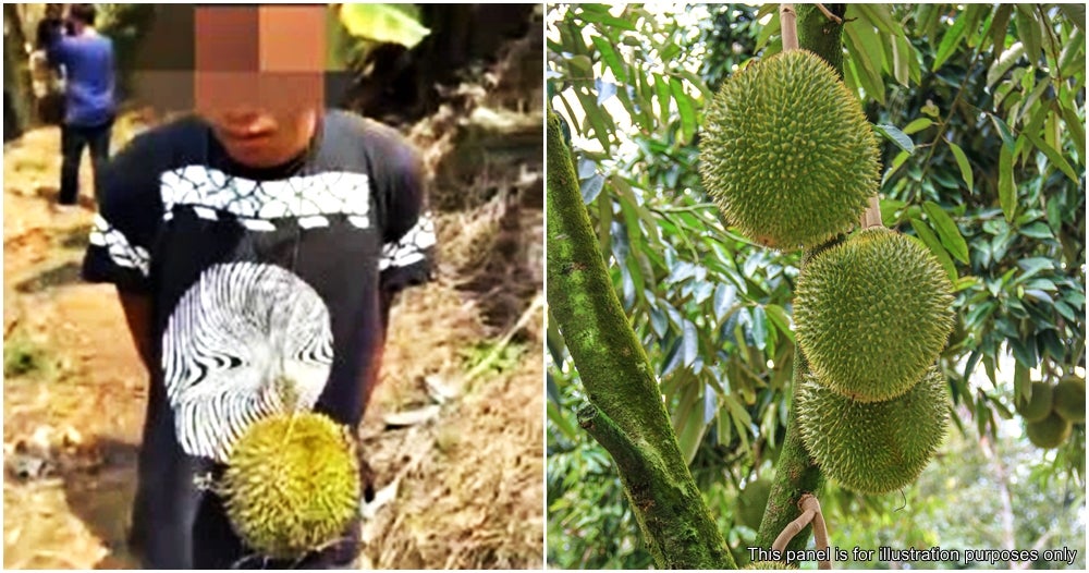 Raub Durian Thief