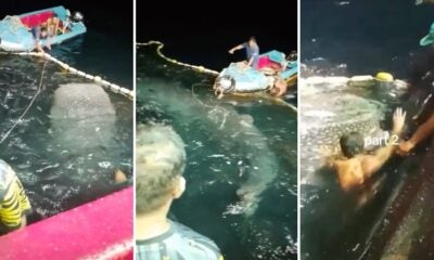 Feat Image Whale Shark Rescue