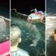 Feat Image Whale Shark Rescue