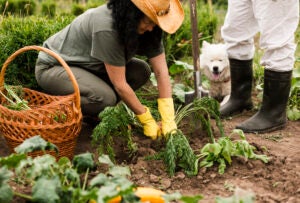 Senior Couple Harvesting Carrots