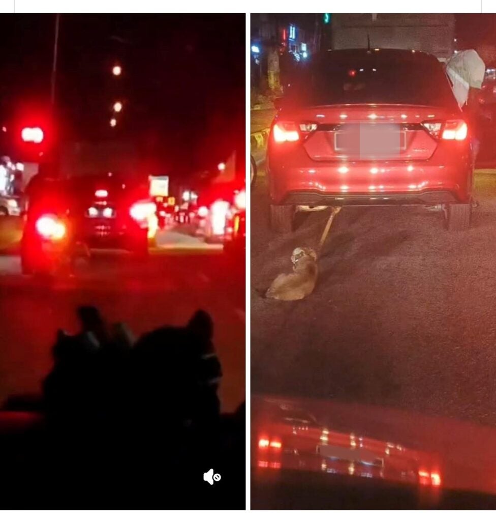 Puppy Seen Tied to a Car & Dragged Across Road in Penang, Owner Claims ...