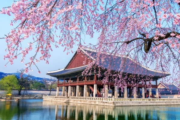 Tngcross South Korea Gyeongbokgung Palace Cherry Blossom