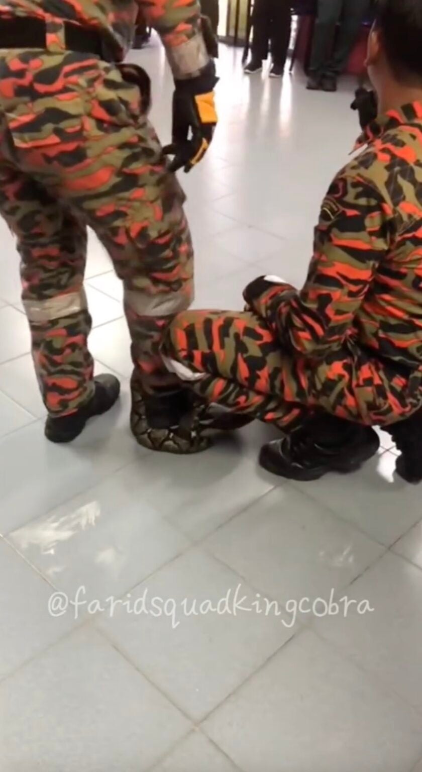 "Its grip gets stronger if you move" - Abang Bomba Shows How to Survive ...