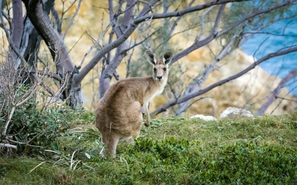 Tngcross Australia Kangaroo