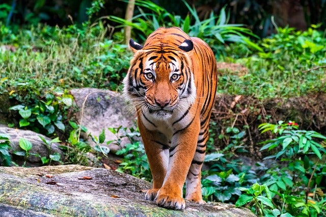 Malayan Tiger 7063514640