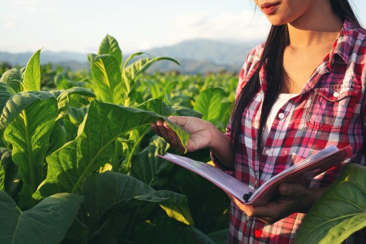 Farmers Hold Notebook Check Modern Tobacco Fields 1150 5863