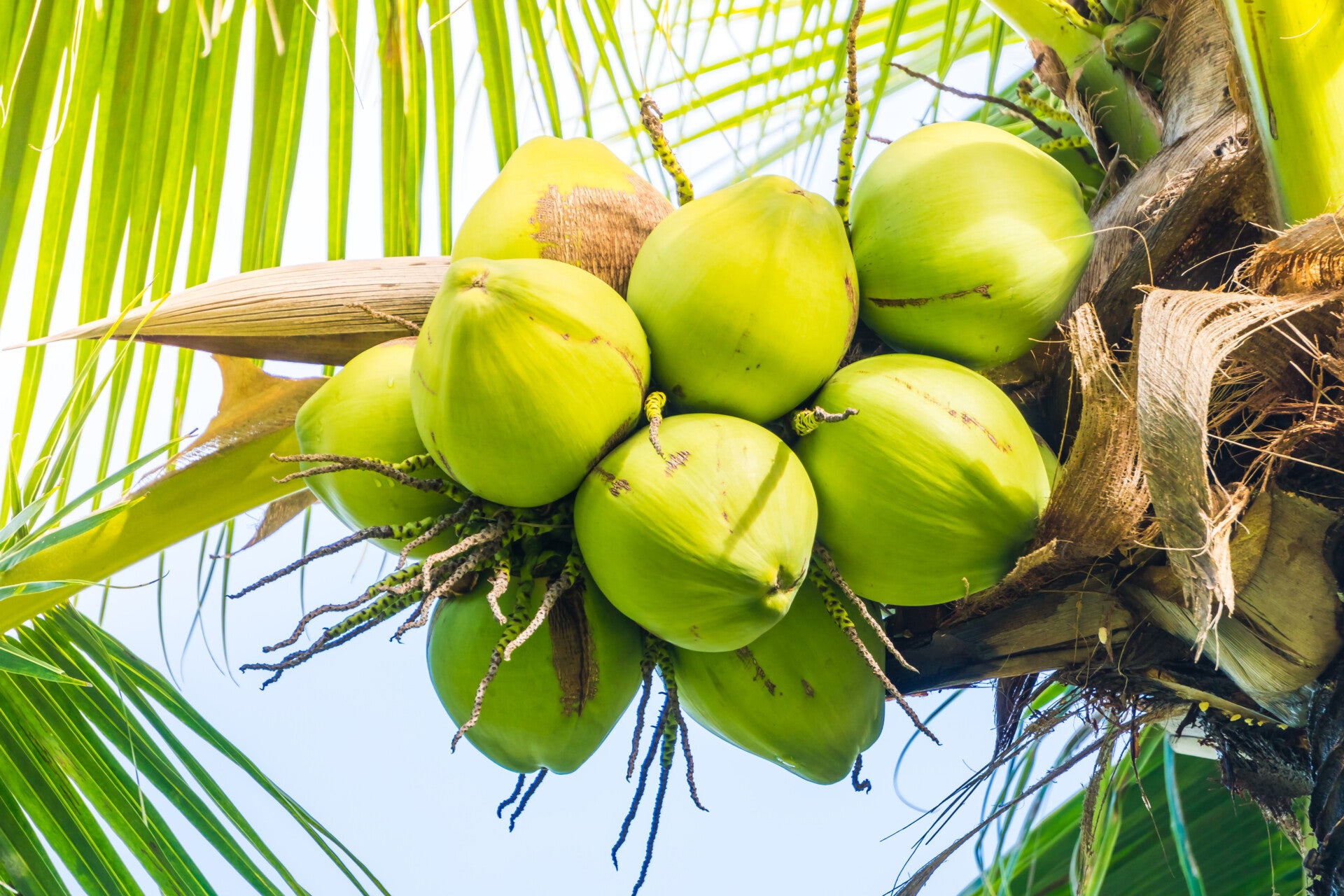 Cluster Green Coconuts