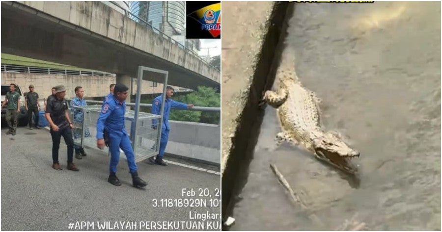 Viral Crocodile in River Near Mid Valley Still on the Loose, Public Advised to Stay Away from Klang River