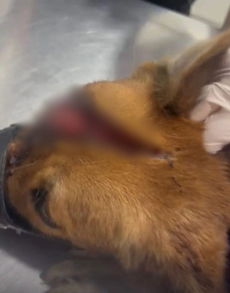 Screenshot 2025 03 04 at 10.30.13 AM