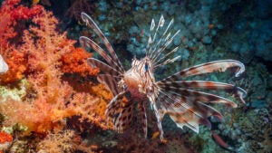 cave diving second card desktop