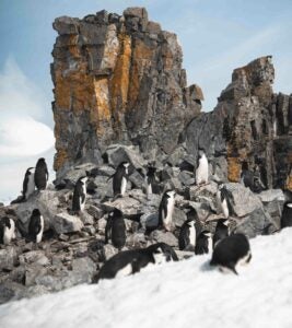 group penguins walking frozen beach2