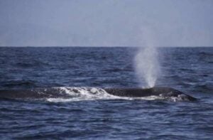 Blue Whale 2 e1600801742847 500x328 1