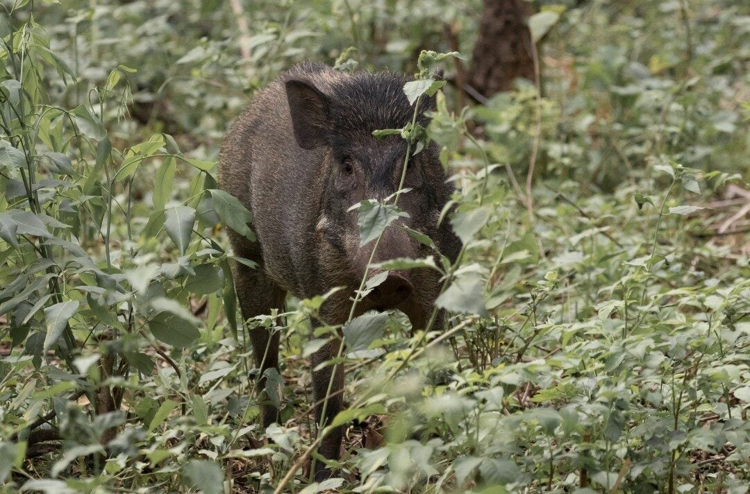 Didis Canva Do Not Touch 71