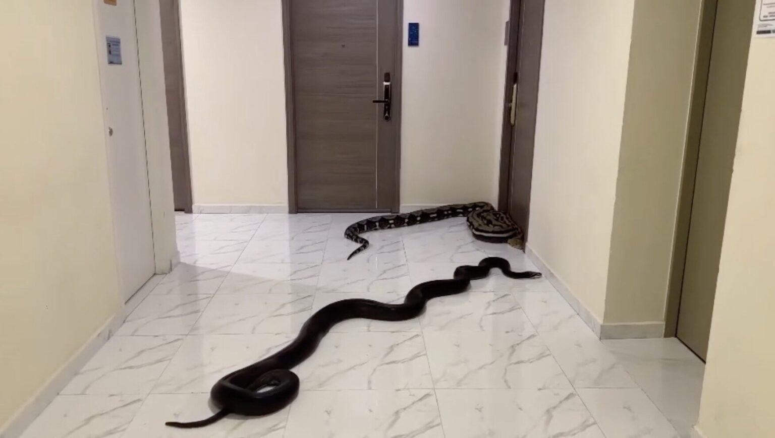 Thai Condo Management Ignores Complaints About Noisy Pets, Fed-Up ...