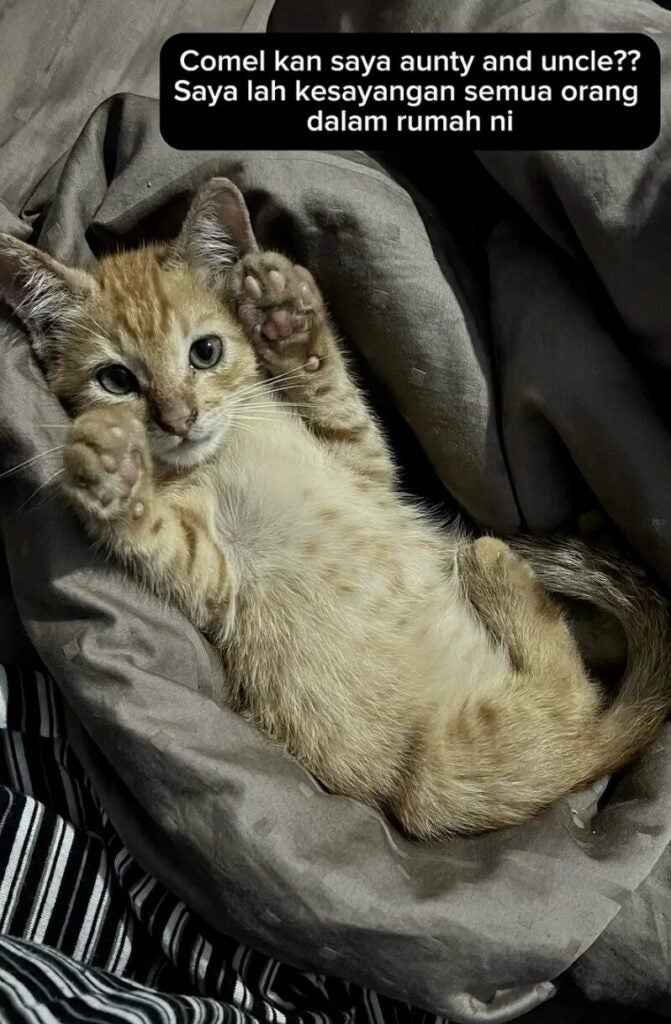 Screenshot 2025 05 26 at 4.08.49 PM