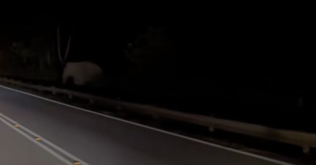 siakap keli article cover 1747010313