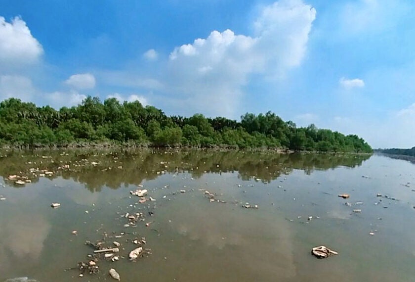 81649066290 freesize