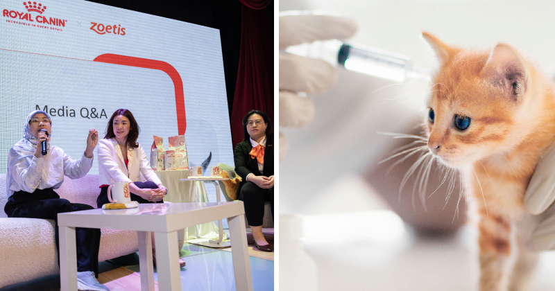 ROYAL CANIN FEATURE 1