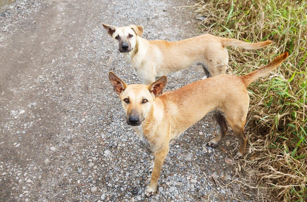 Didis Canva Do Not Touch 2025 07 24T133554.191