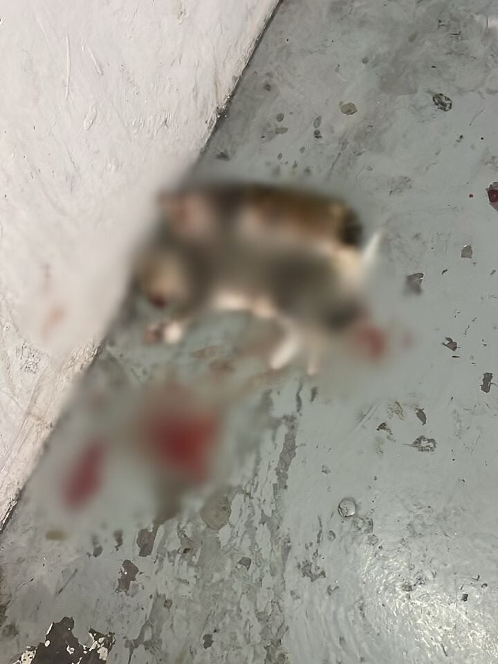 🆘 Pangsapuri Seri Nilam 🆘AgainKids killing catsThe kittens were taken by a child in 5th 2 1