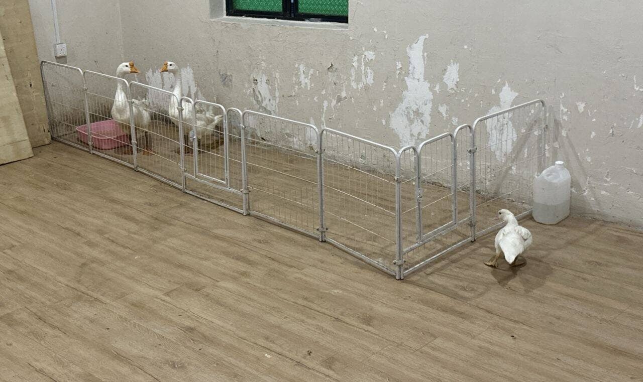 548745636 1436608921641514 7117695092613191412 n