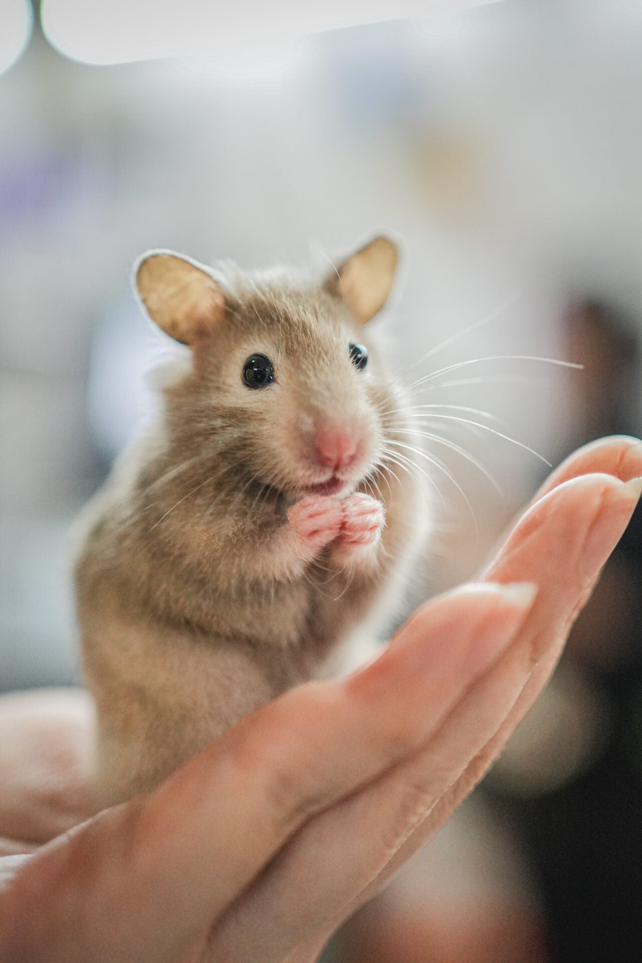 PEPEG SmallAnimalsPetting 105