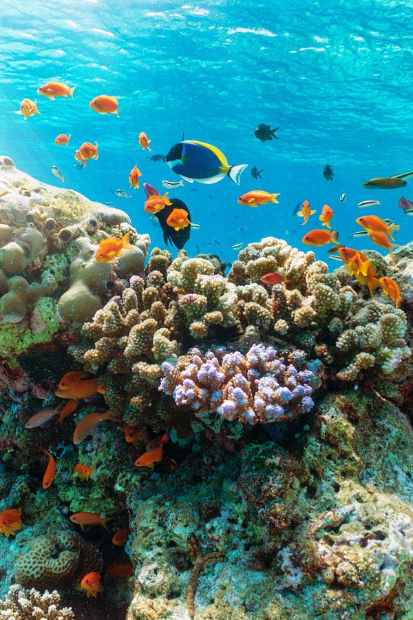 AAMaldives divider a 3