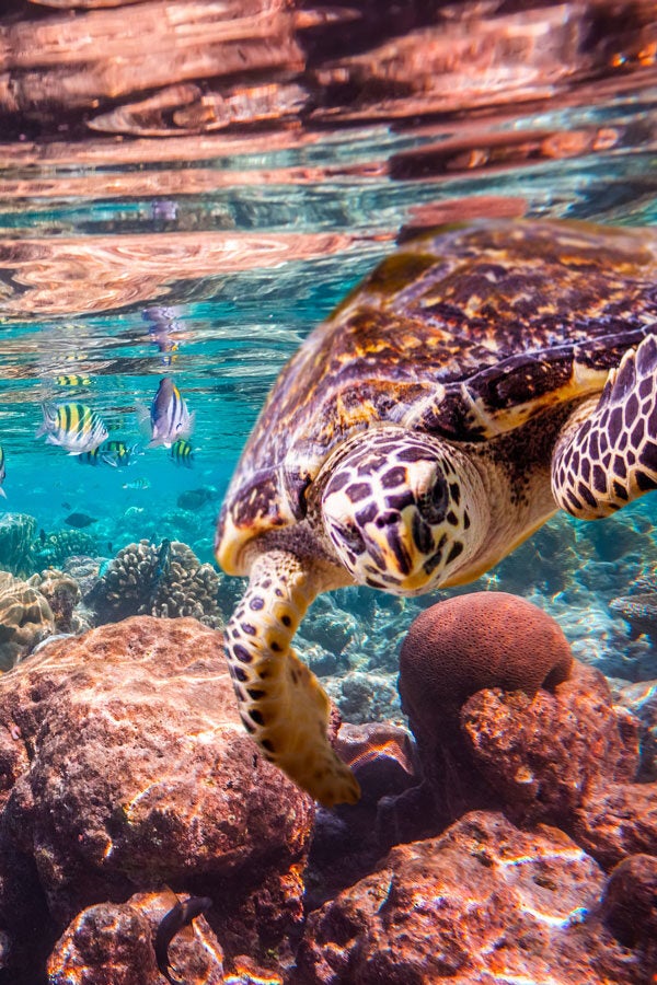 AAMaldives divider c 3