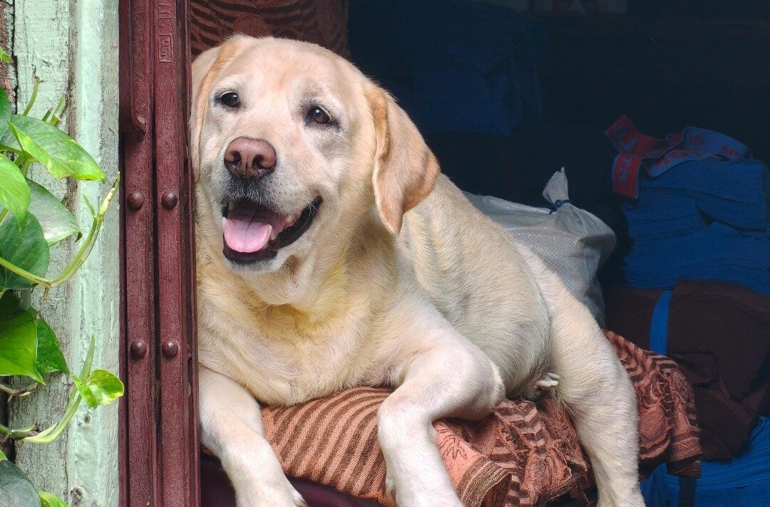 Didis Canva Do Not Touch 2025 10 24T145157.887