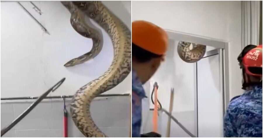 M'sian Family Traumatised to Use Toilet After Massive 60kg Python Falls from Ceiling in Kedah Home