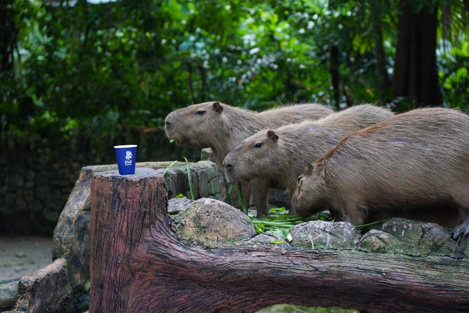 ZUS COFFEE Adopts Zoo Negara Capybaras