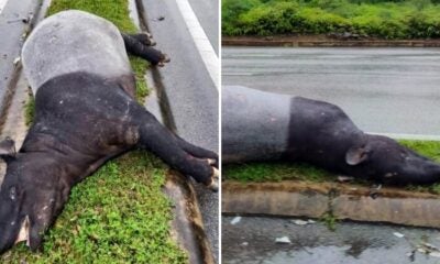 feat image carcass tapir