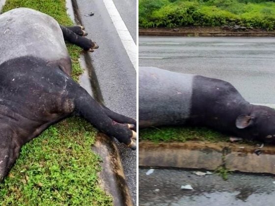 feat image carcass tapir