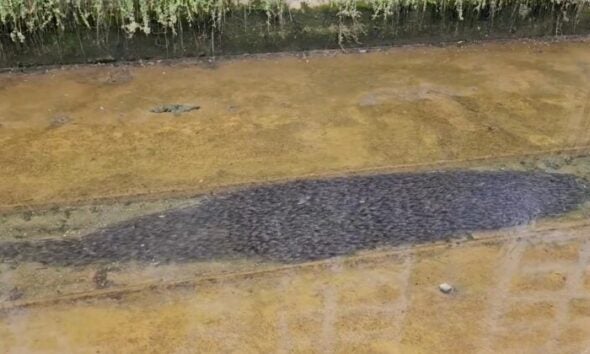 feat image catfish longkang