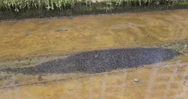 feat image catfish longkang