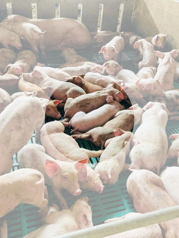 612057872 1318981600256076 3400211306518478424 N