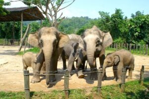 20191223 O47Ny Pygmy Elephants At Lok Kawi Wildlife P