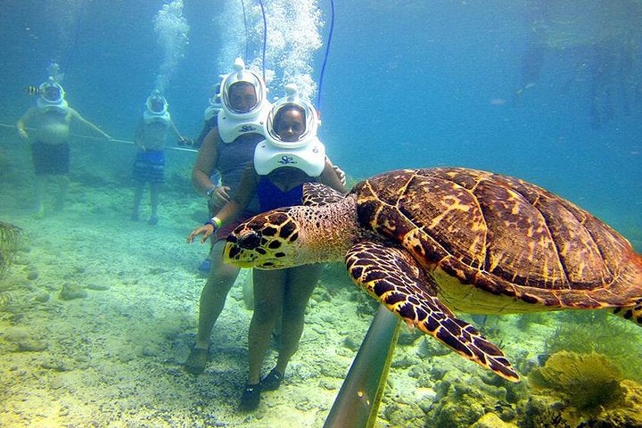 Fireflyraya Sapi Island Seawalk