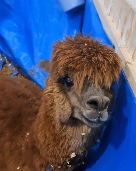 Screenshot 2026 02 19 102057