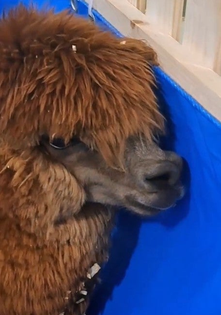 Screenshot 2026 02 19 104437