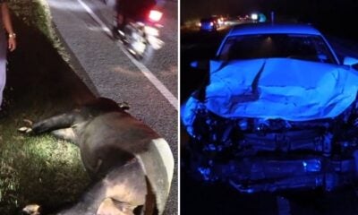 Feat Image Tapir Dungun