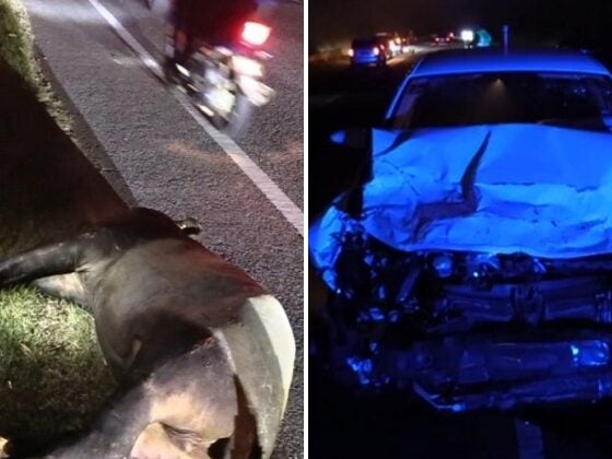 Feat Image Tapir Dungun