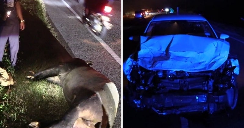 Feat Image Tapir Dungun