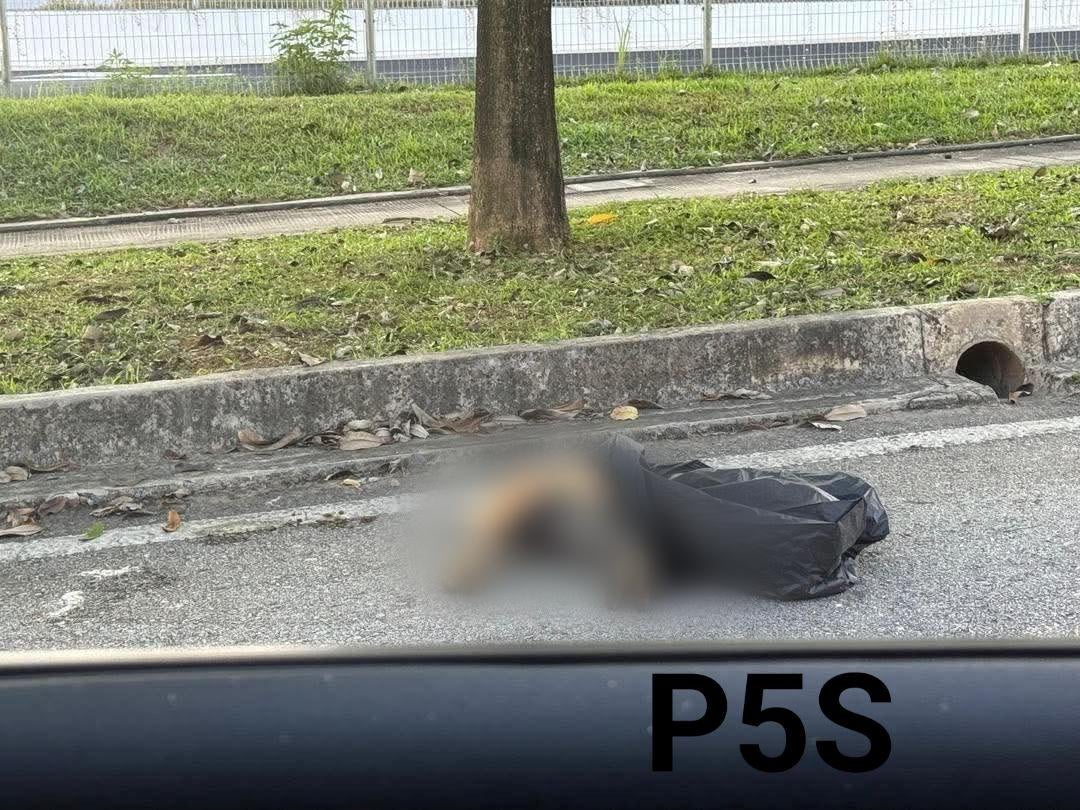 649603826 3978200439136621 4312329719412177269 N 1