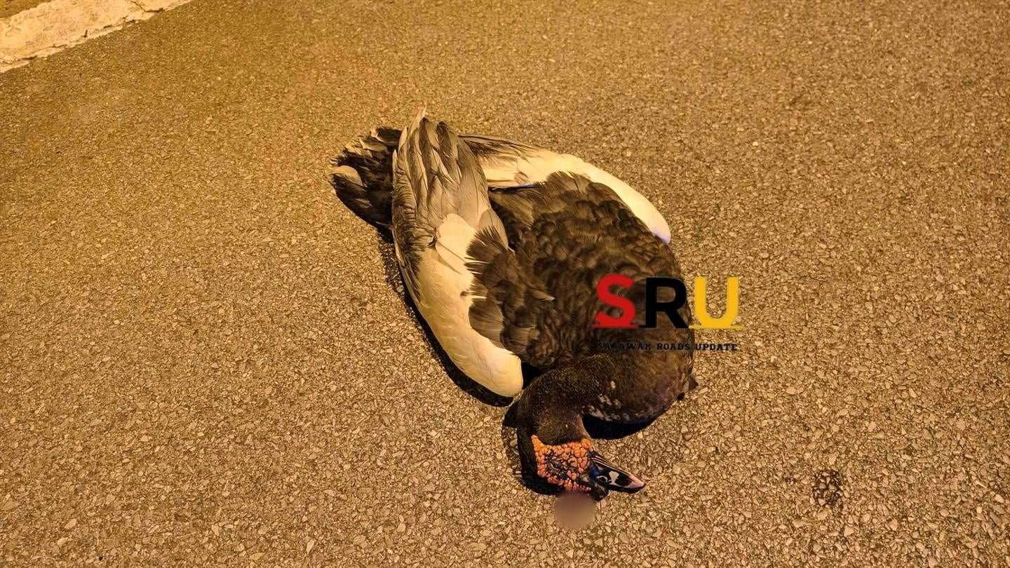 652820324 1357078046448260 8848866301362138304 N