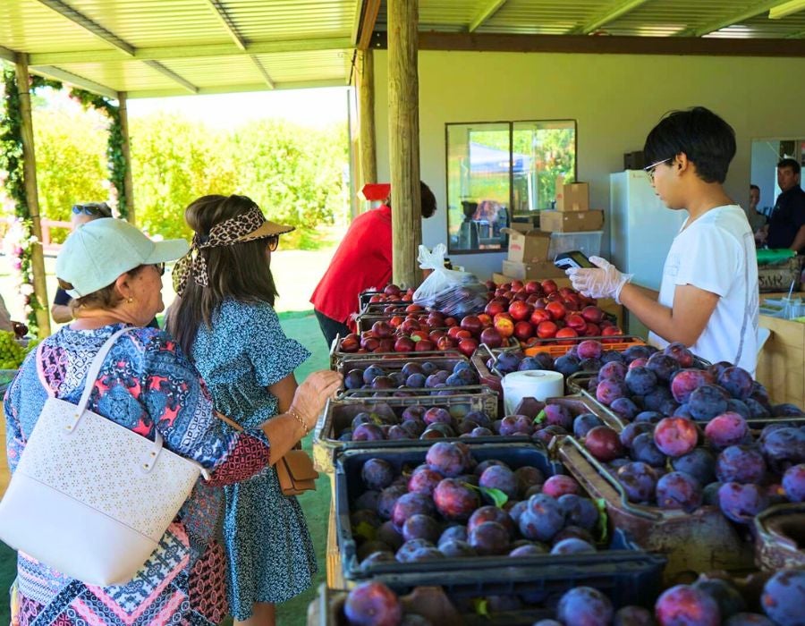 Buy Fresh Stonefruit Straight From The Orchard
