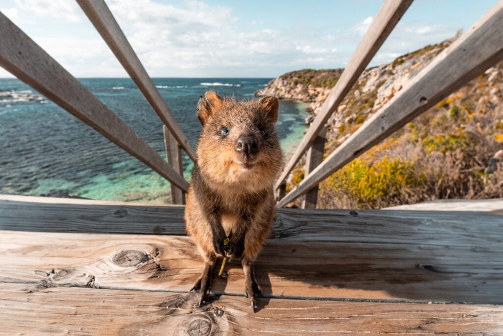 Quokka Rottnest Island