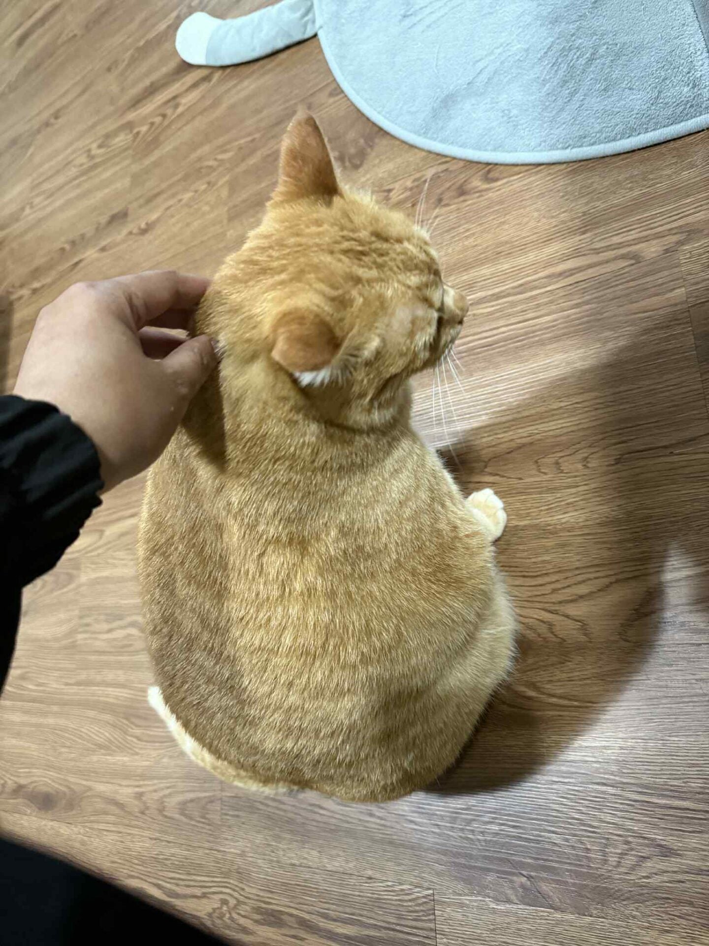 C55E07E6 Dabd 4105 B82E B247270D1B13